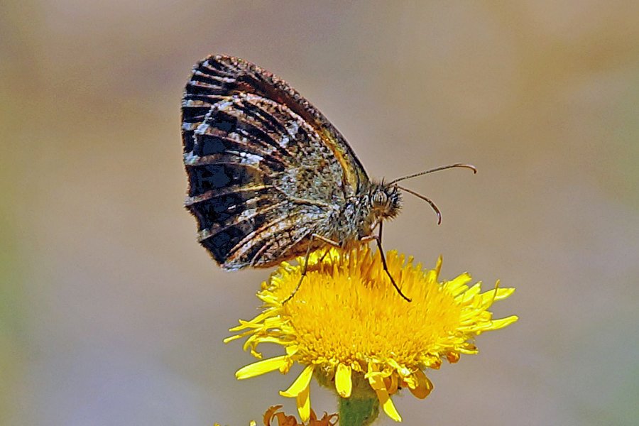 Farfalla da identificare 5